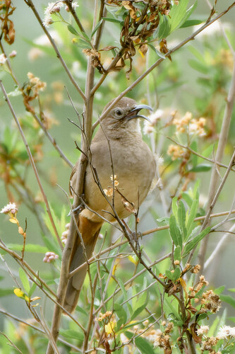 iNaturalist observation photo of California Thrasher