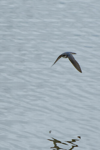 iNaturalist observation photo of Tree Swallow