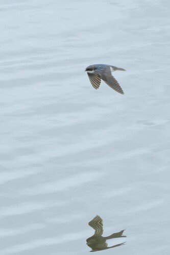 iNaturalist observation photo of Tree Swallow