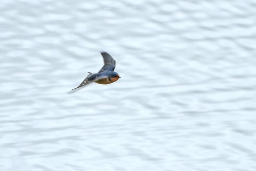 iNaturalist observation photo of Barn Swallow