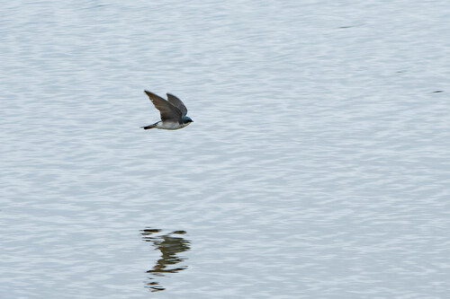 iNaturalist observation photo of Tree Swallow