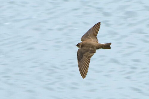 iNaturalist observation photo of Northern Rough-winged Swallow