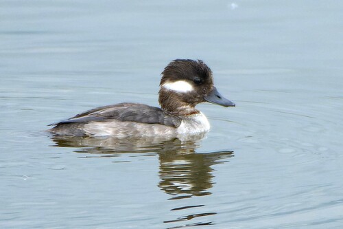 iNaturalist observation photo of Bufflehead