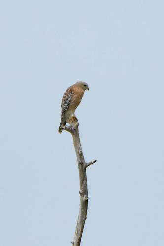 iNaturalist observation photo of Red-shouldered Hawk