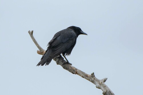 iNaturalist observation photo of American Crow
