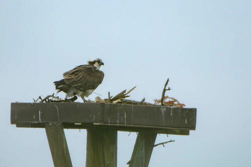 iNaturalist observation photo of Osprey