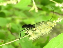 Pseudodeltaspis cyanea