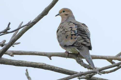 iNaturalist observation photo of Mourning Dove