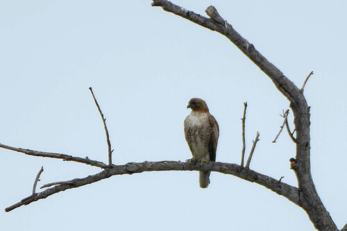 iNaturalist observation photo of Red-tailed Hawk