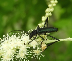 Pseudodeltaspis cyanea