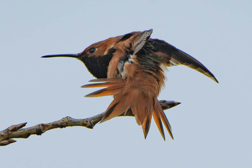 iNaturalist observation photo of Allen's Hummingbird