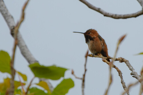 iNaturalist observation photo of Allen's Hummingbird