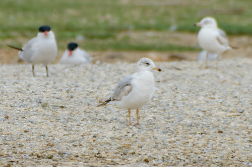 iNaturalist observation photo of Ring-billed Gull