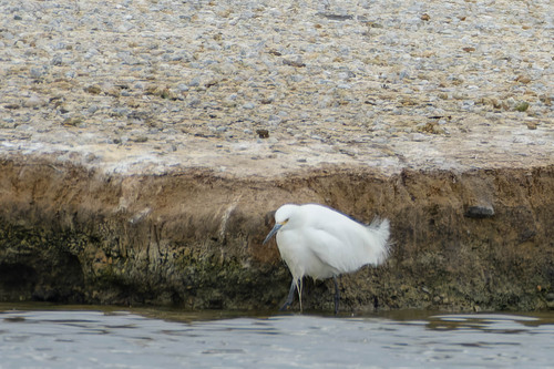 iNaturalist observation photo of Snowy Egret