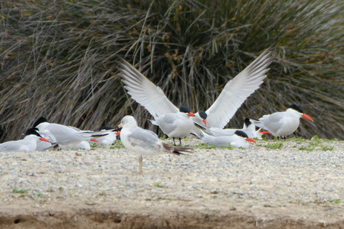 iNaturalist observation photo of Caspian Tern