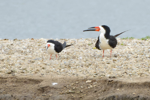 iNaturalist observation photo of Black Skimmer