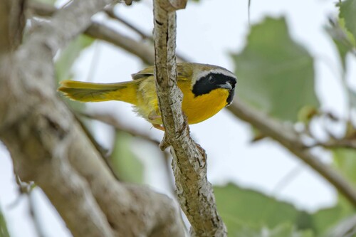 iNaturalist observation photo of Common Yellowthroat