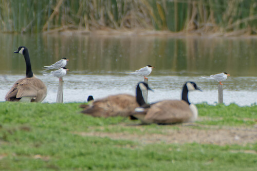 iNaturalist observation photo of Forster's Tern