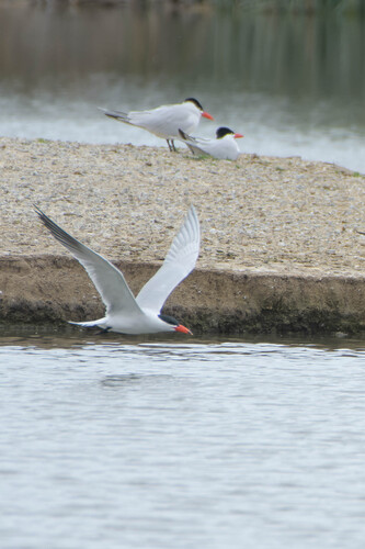 iNaturalist observation photo of Caspian Tern