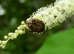 Euphoria leucographa