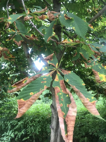 Aesculus leaf blotch