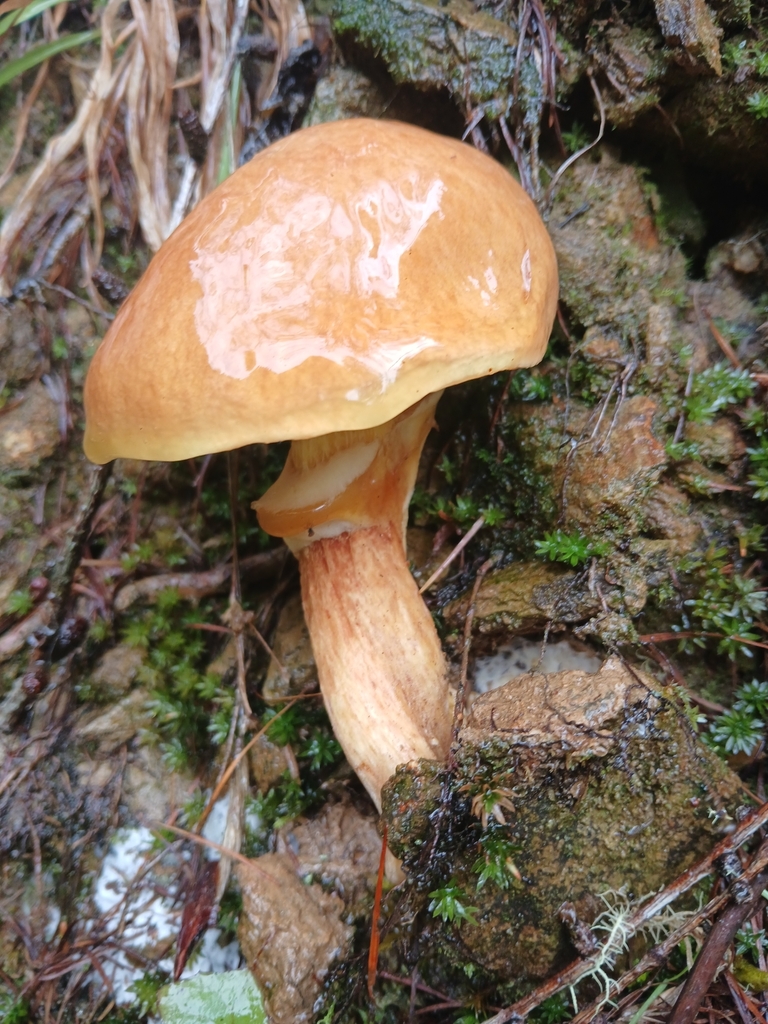 Suillus grevillei · April 2025 · photo: © claire_grace83 (iNaturalist, cc-by)