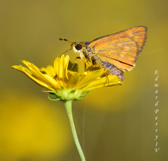 Hesperia meskei straton