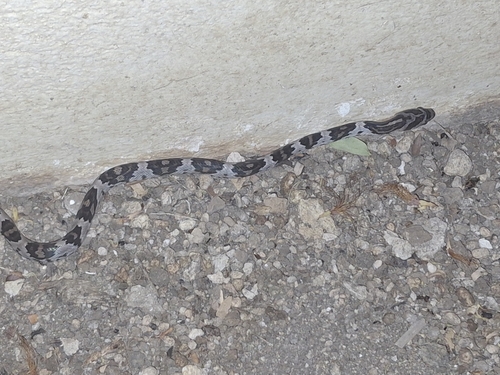 Central American Lyresnake