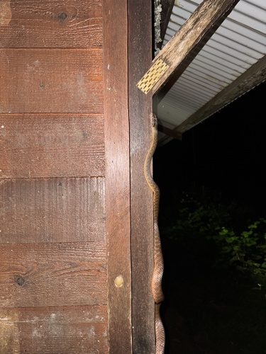 Brown Tree Snake sighting