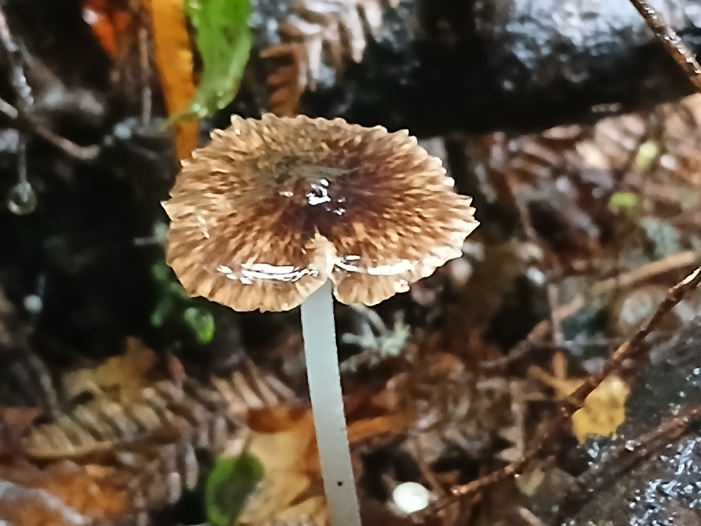 Pseudohydropus parafunebris