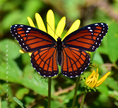 Limenitis archippus floridensis
