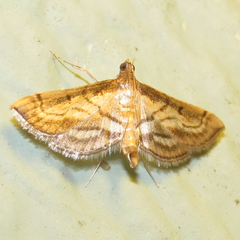 Marasmia cochrusalis