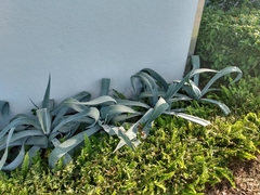 Agave americana