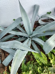 Agave americana