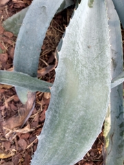 Agave americana