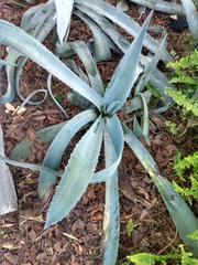 Agave americana