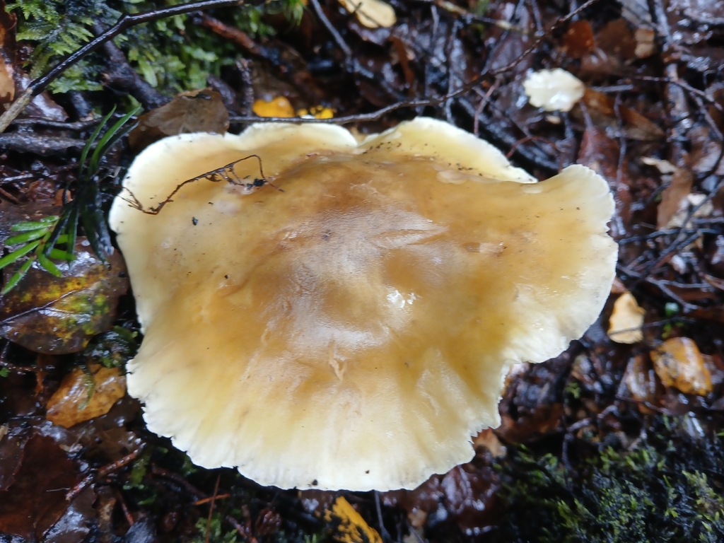 Tricholoma viridiolivaceum · April 2025 · photo: © claire_grace83 (iNaturalist, cc-by)