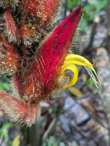 Heliconia vellerigera