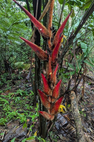 Heliconia vellerigera