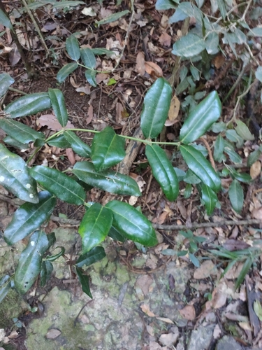 Image of Wilkiea macrophylla by (c) Tony van Kampen, some rights reserved (CC BY)