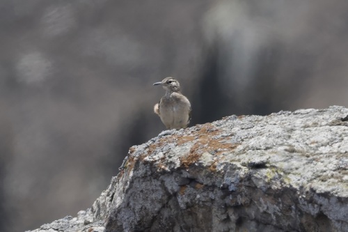 Thick-billed Miner (Geositta crassirostris), photo 4