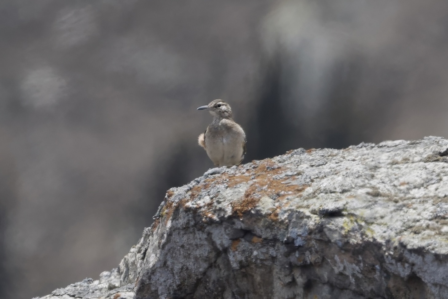 Thick-billed Miner (Geositta crassirostris), photo 6