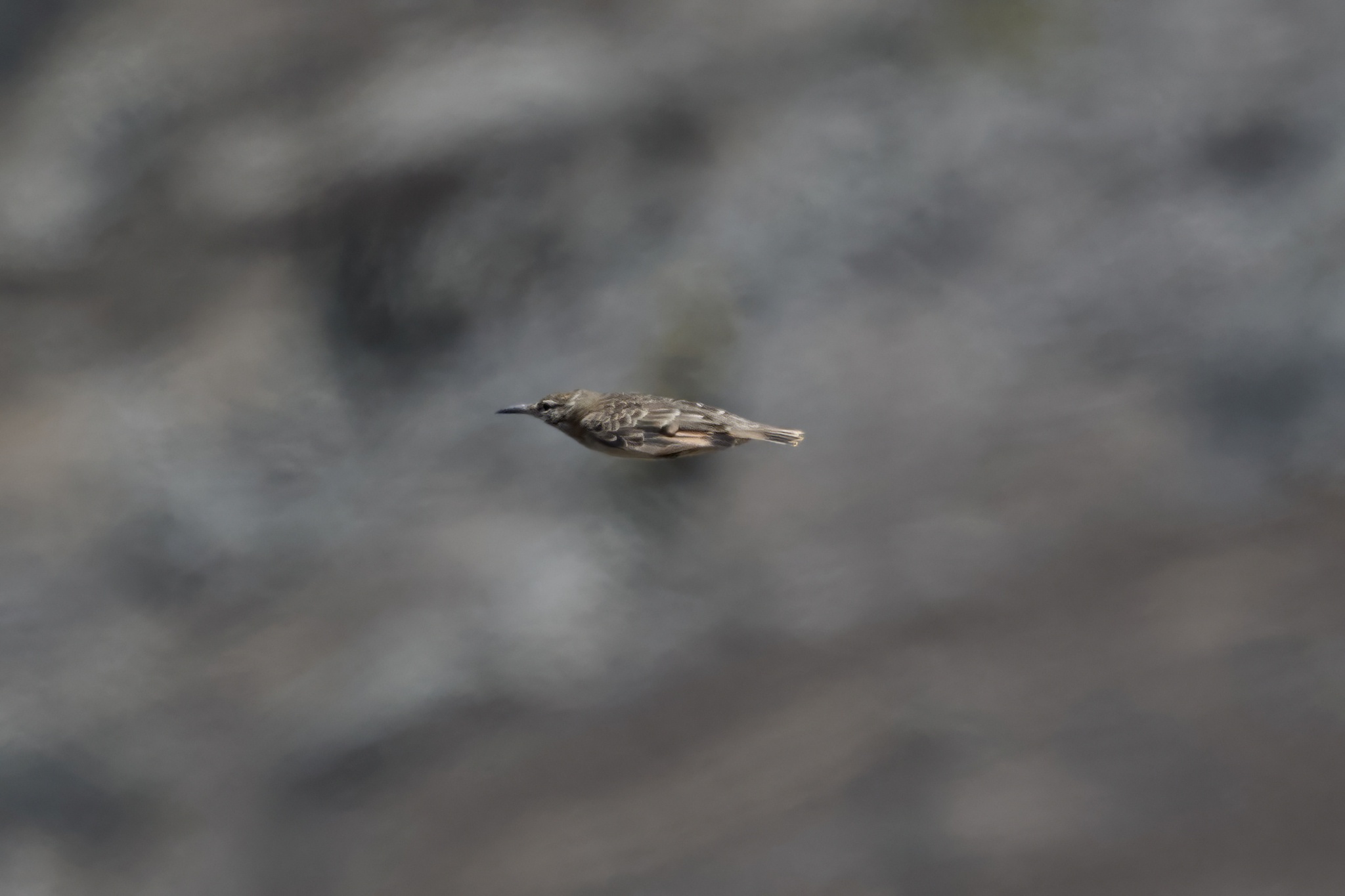 Thick-billed Miner (Geositta crassirostris), photo 7