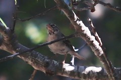 Spizella passerina passerina