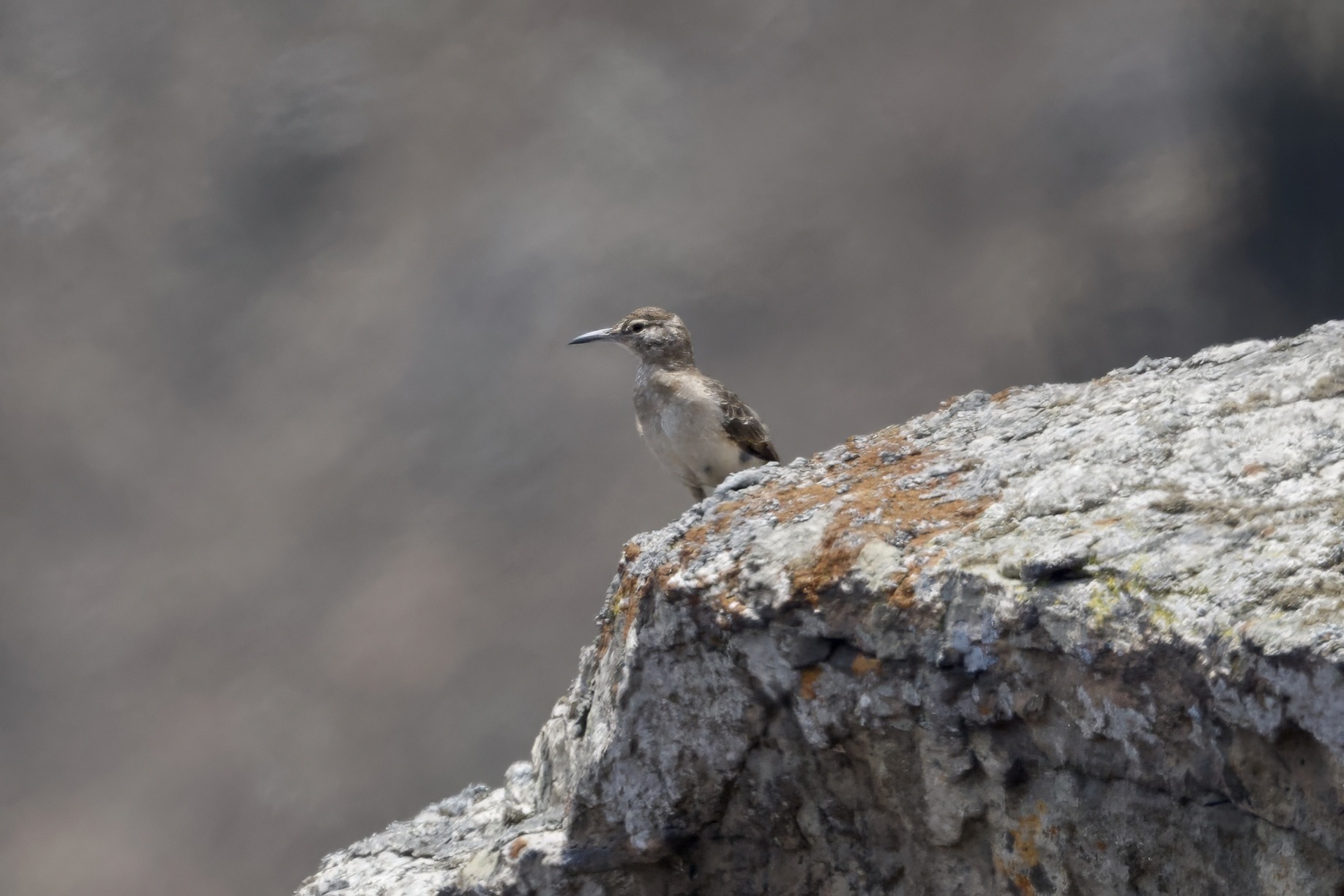 Thick-billed Miner (Geositta crassirostris), photo 5