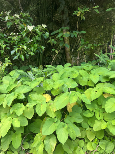Piper auritum observed 2025-04-18