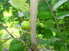Image of Grewia lasiodiscus