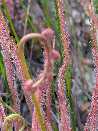 Image of Drosera filiformis by (c) Scott Allen Davis, some rights reserved (CC BY)