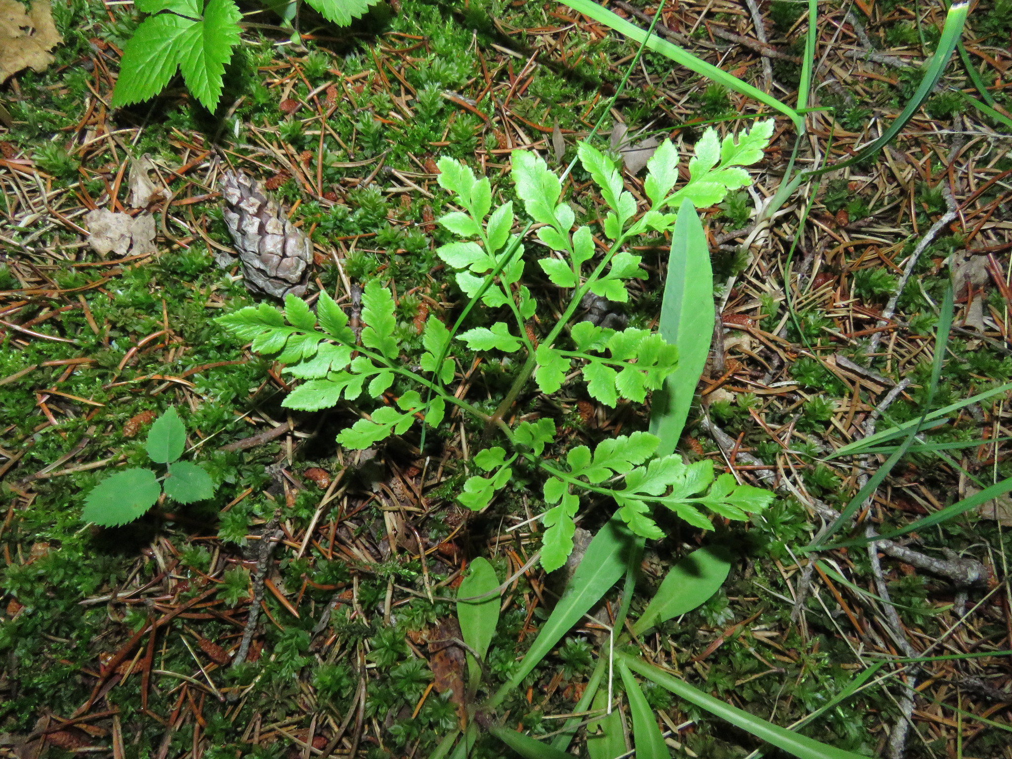 Botrychium rugulosum