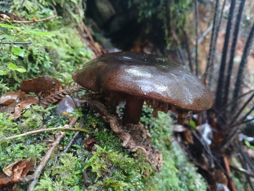 Tylopilus formosus · April 2025 · photo: © claire_grace83 (iNaturalist, cc-by)